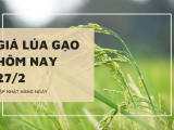 Giá lúa gạo hôm nay ngày 27/2 tại Đồng bằng sông Cửu Long tăng nhẹ với một số loại lúa