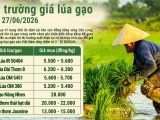 Giá lúa gạo hôm nay ngày 27/6/2026: Gạo xuất khẩu nhích lên
