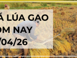 Giá Lúa Gạo Hôm Nay Ngày 27/4/2026: Xuất Khẩu Hạ Nhiệt