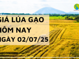 Giá Lúa Gạo Hôm Nay Ngày 2/7/2025: Lúa Tươi Đảo Chiều Giảm Mạnh