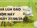 Giá Lúa Gạo Hôm Nay Ngày 27/6/2025: Giá Gạo Trong Nước Tăng Nhẹ