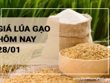 Giá lúa gạo hôm nay 28/01/2024: Giá giảm mạnh, nhiều kho ngưng mua