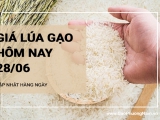 Giá lúa gạo hôm nay ngày 28/06/2024: Giá gạo xuất khẩu chào bán ở mức thấp