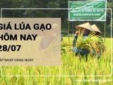 Giá lúa gạo hôm nay ngày 28/07/2024: Giá gạo tăng 150-200 đồng/kg