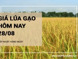 Giá lúa gạo hôm nay ngày 28/08/2024: Gạo nguyên liệu và thành phẩm đồng loạt giảm