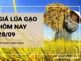 Giá lúa gạo hôm nay ngày 28/09/2024: Giá lúa giảm 200-300 đồng/kg, giá gạo ổn định