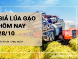 Giá lúa gạo hôm nay ngày 28/10/2024: Thị trường giao dịch cầm chừng, kho mua vào ít