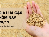 Giá lúa gạo hôm nay ngày 28/11/2023: Giá lúa Nàng Hoa 9 giảm 100 đồng/kg