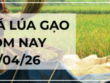 Giá Lúa Gạo Hôm Nay Ngày 28/4/2026: Xuất Khẩu Duy Trì Đà Tăng