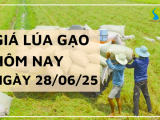 Giá Lúa Gạo Hôm Nay Ngày 28/6/2025: Giá Lúa Hè Thu Khởi Sắc