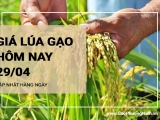 Giá lúa gạo hôm nay ngày 29/04/2024: Giá gạo quay đầu giảm nhẹ