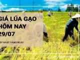 Giá lúa gạo hôm nay ngày 29/07/2024: Giá gạo giảm mạnh 500-600 đồng/kg, giá lúa ổn định