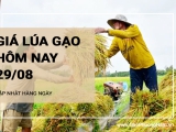 Giá lúa gạo hôm nay ngày 29/08/2024: Giá gạo trong nước giảm 250-300 đồng/kg