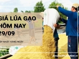 Giá lúa gạo hôm nay ngày 29/09/2024: Đi ngang với mặt hàng gạo và lúa