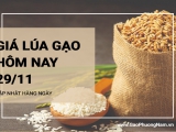 Giá lúa gạo hôm nay ngày 29/11/2023: Giá gạo đi ngang trên diện rộng