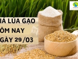 Giá lúa gạo 29/3 tại Đồng bằng sông Cửu Long giá gạo giảm,lúa ổn định