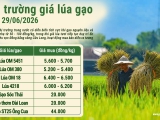 Giá lúa gạo hôm nay ngày 29/6/2026: Gạo nguyên liệu và cám tăng nhẹ
