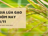 Giá lúa gạo hôm nay ngày 03/11/2023: Giá Gạo OM 5451 tăng 200 đồng/kg