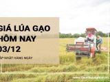 Giá lúa gạo hôm nay ngày 03/12/2023: Giá các loại lúa nhìn chung giữ ổn định