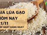 Giá lúa gạo hôm nay ngày 21/11/2023: Giá lúa Thu Đông giảm nhẹ, giá gạo đi ngang 