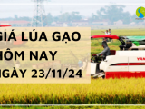 Giá lúa gạo hôm nay 23/11/2024: Điều chỉnh tăng nhẹ so với ngày hôm qua