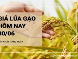 Giá lúa gạo hôm nay ngày 30/06/2024: Ổn định với cả lúa và gạo