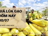 Giá lúa gạo hôm nay ngày 30/07/2024: Giá gạo điều chỉnh tăng mạnh, giá lúa tăng nhẹ