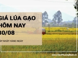 Giá lúa gạo hôm nay ngày 30/08/2024: Giá gạo giảm 50 - 100 đồng/kg