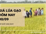 Giá lúa gạo hôm nay ngày 30/09/2024: Thị trương gạo trầm lắng