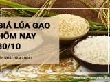 Giá lúa gạo hôm nay ngày 30/10/2024:  Giá gạo trong nước tăng, giảm trái chiều