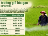 Giá lúa gạo hôm nay ngày 30/6/2026: Giao dịch trong nước ổn định