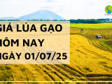 Giá Lúa Gạo Hôm Nay Ngày 1/7/2025: Thị Trường Đi Ngang, Giao Dịch Thận Trọng