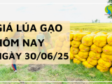 Giá Lúa Gạo Hôm Nay Ngày 30/6/2025: Thị Trường Ổn Định