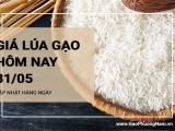 Giá lúa gạo hôm nay ngày 31/05/2024: Giá gạo tiếp tục giảm, kho mua giảm lại