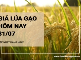 Giá lúa gạo hôm nay ngày 31/07/2024: Giá lúa gạo vẫn neo ở mức cao