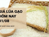 Giá lúa gạo hôm nay ngày 31/08/2024: Thị trường mua bán chậm, các kho nghỉ lễ nhiều