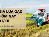 Giá lúa gạo hôm nay ngày 31/10/2024: Giá cám khô tăng 100 đồng/kg