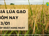 Giá lúa gạo hôm nay 23/01/2024: Giá lúa giảm mạnh gần 600 đồng/kg 