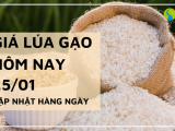 Giá lúa gạo hôm nay 25/01/2024: Kéo dài đà đi ngang 