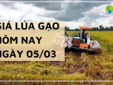 Giá lúa gạo hôm nay ngày 5/03 tại Đồng bằng sông Cửu Long duy trì ổn định