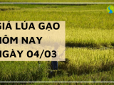 Giá lúa gạo hôm nay ngày 4/03 tại Đồng bằng sông Cửu Long duy trì ổn định
