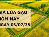 Giá Lúa Gạo Hôm Nay Ngày 3/7/2025: Lúa Tươi Bật Tăng Mạnh