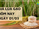 Giá lúa gạo hôm nay ngày 1/03 tại Đồng bằng sông Cửu Long điều chỉnh giảm với một số loại lúa