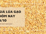 Giá lúa gạo hôm nay ngày 04/10/2023: Thị trường trong nước điều chỉnh tăng với gạo