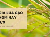 Giá lúa gạo hôm nay ngày 04/9/2023: giá lúa gạo không thay đổi