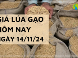 Giá lúa gạo hôm nay 14/11/2024: Biến động không đồng nhất giữa các mặt hàng