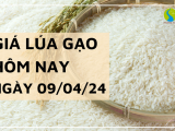 Giá lúa gạo hôm nay ngày 09/04/2024: Giá đồng loạt tăng từ 100 - 200 đồng/kg