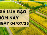 Giá Lúa Gạo Hôm Nay Ngày 4/7/2025: Lúa Tươi Tiếp Tục Tăng Giá