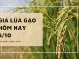 Giá lúa gạo hôm nay ngày 05/10/2023: gạo nguyên liệu Japonica nhích nhẹ 50 đồng/kg