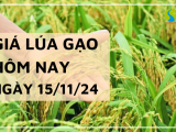 Giá lúa gạo hôm nay 15/11/2024: Thị trường gạo trong nước điều chỉnh giảm 